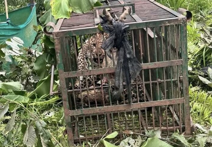 Leopard captured in Soreng