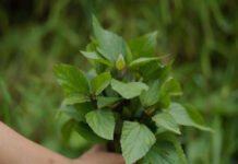 The Hidden Healing Power of Banmara Leaf "Banana leaf'"