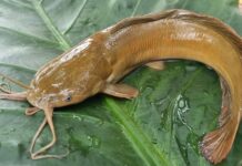 Authorities Flag Ecological Risk as Illegal Magur Fish Movement Detected in East Sikkim